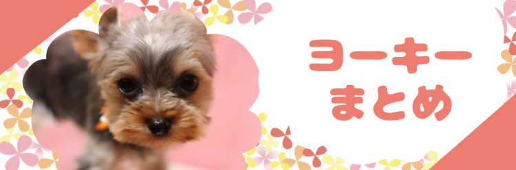 ヨーキーファン集まれ～
